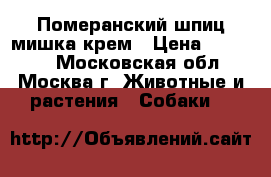 Померанский шпиц мишка крем › Цена ­ 23 000 - Московская обл., Москва г. Животные и растения » Собаки   